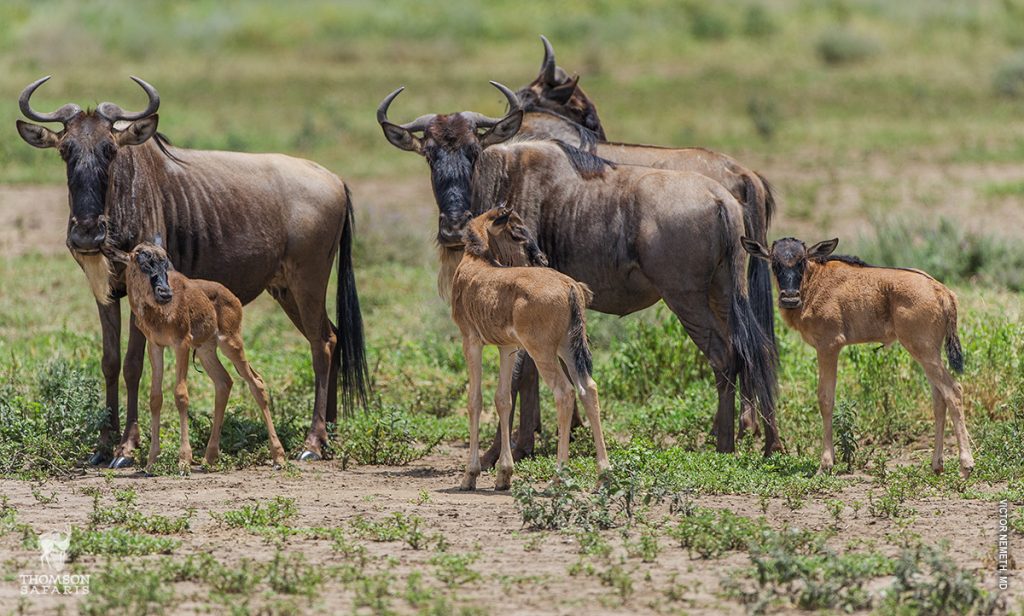 5 Day Ndutu Calving Season Serengeti Migration Tanzania Safari