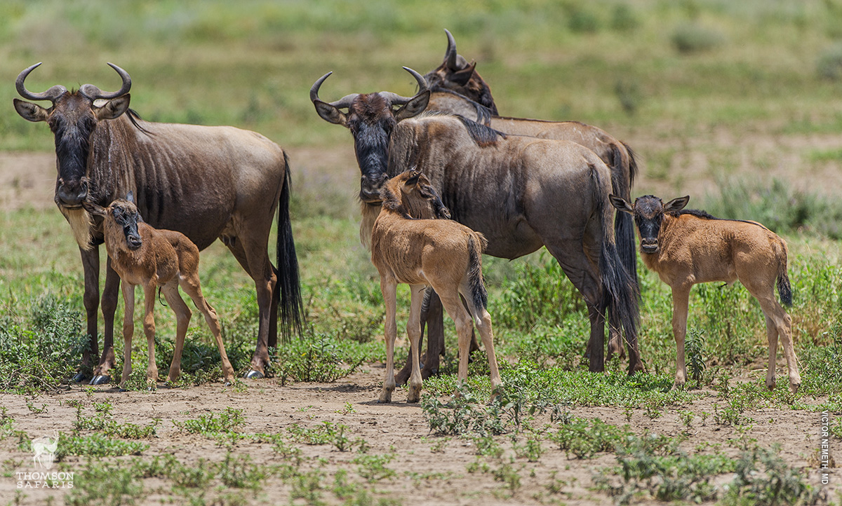 5 Day Ndutu Calving Season Serengeti Migration Tanzania Safari