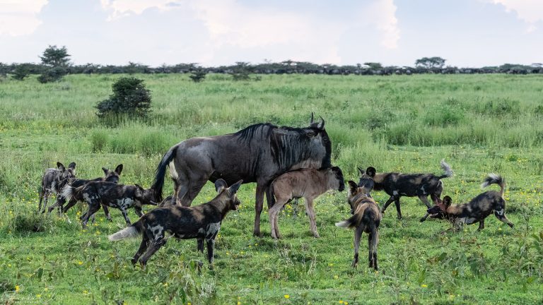 4 Days Ndutu Migration Safari Calving Season
