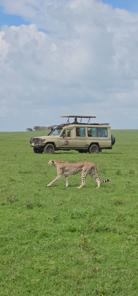 4 Days Serengeti Tanzania Safaris- Midrange Lodge