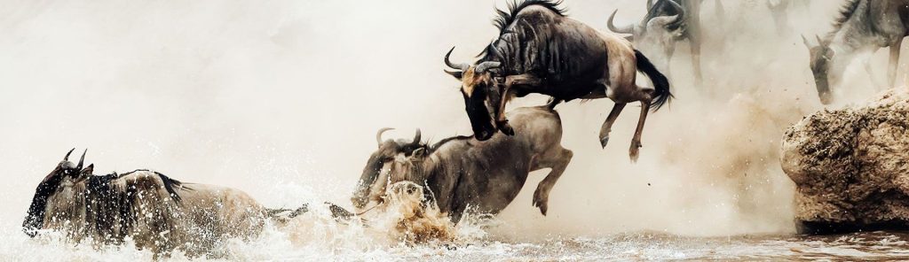 5-Day Great Migration Fly in from Zanzibar