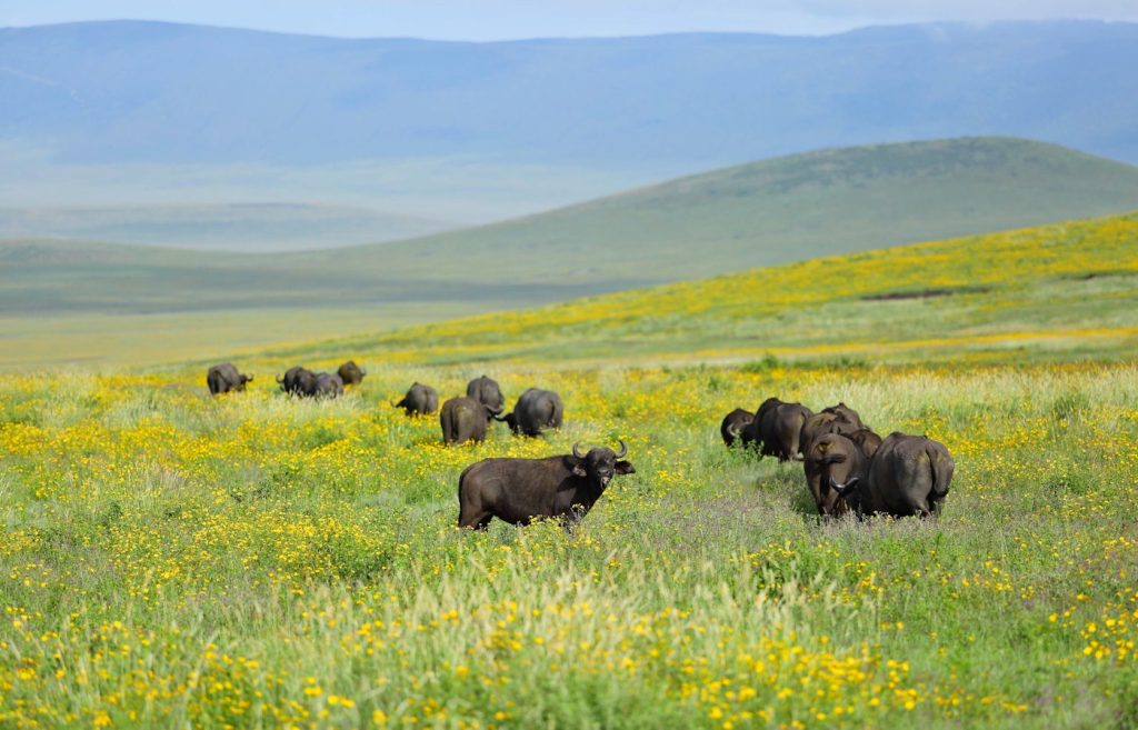 3-Day Honeymooners Fly in Magical Expedition Safari