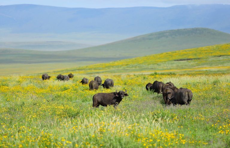 3-Day Honeymooners Fly in Magical Expedition Safari