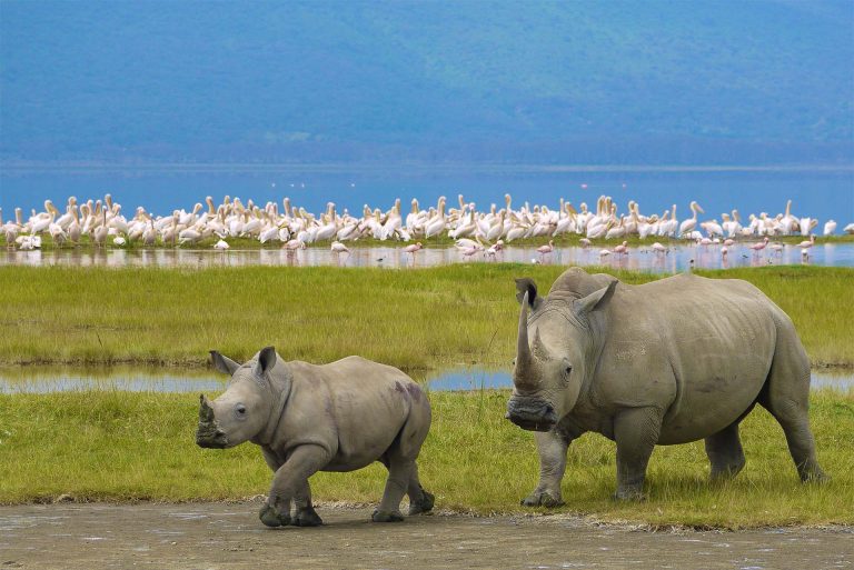 7-Day Northern Tanzania Holiday Safari