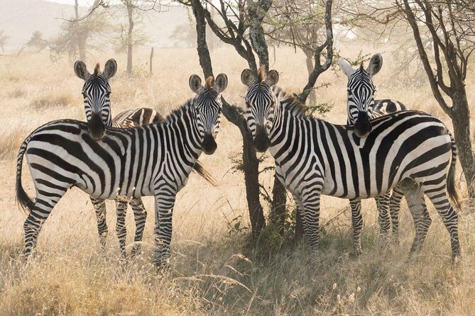 5-Day Private Tanzania Safari Experience