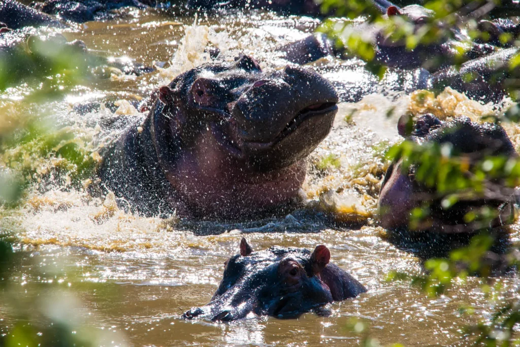 3-Day Tanzania Mid-Range Honeymooners Fly-in Safari