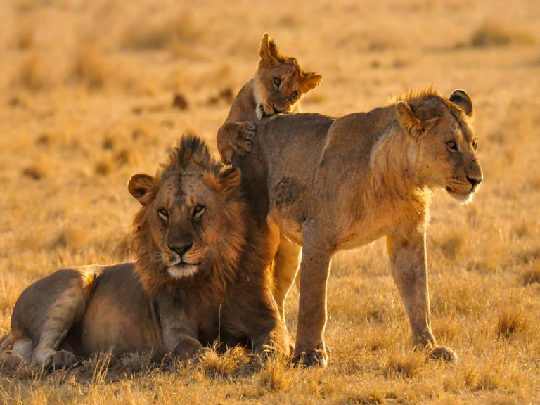 7-Day Memorable Adventure in Tanzania