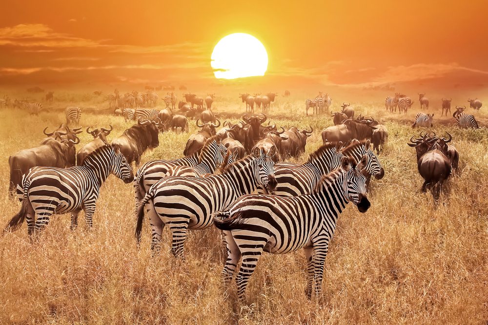 10 Travel Tips When Going on an African Safari