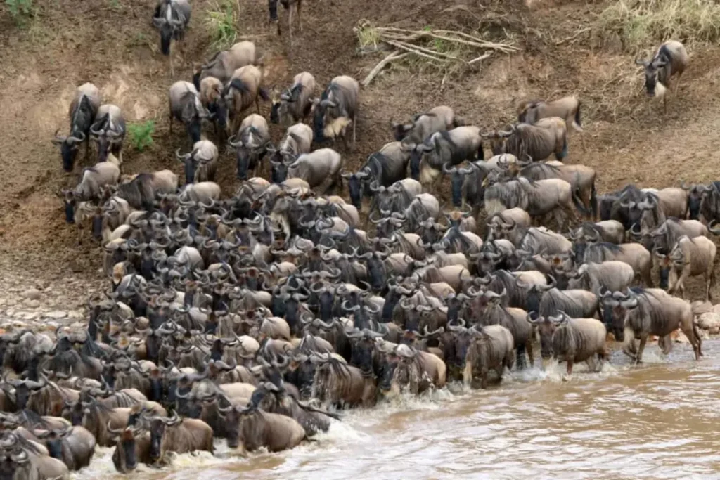 3-Day Fly in & out Great Migration from Zanzibar