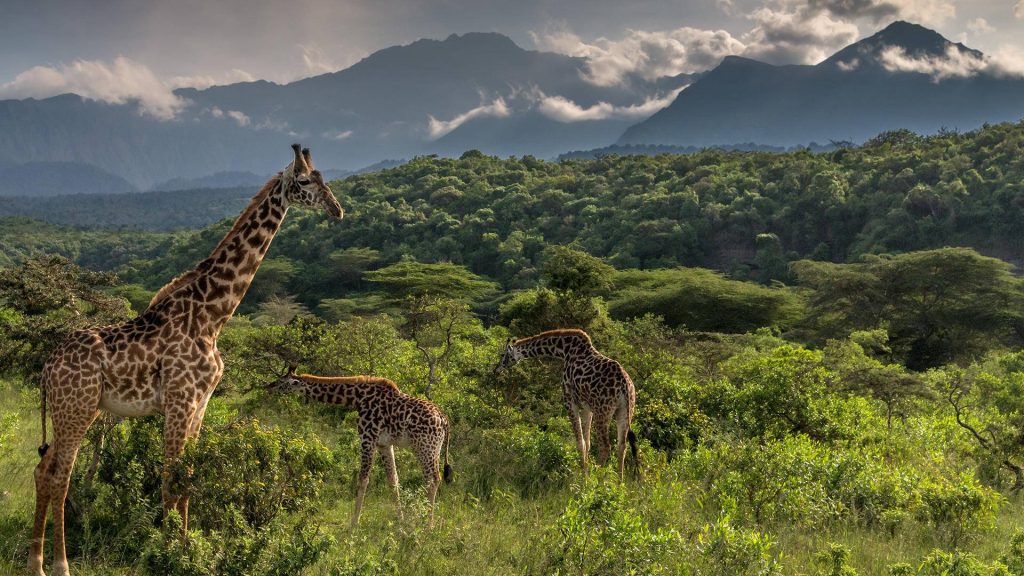 Arusha National Park Adventure Day Trip