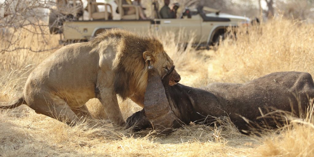 4-Day Private Mid-Range Thrilling Safari