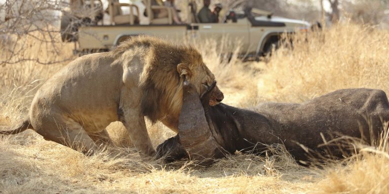 4-Day Private Mid-Range Thrilling Safari