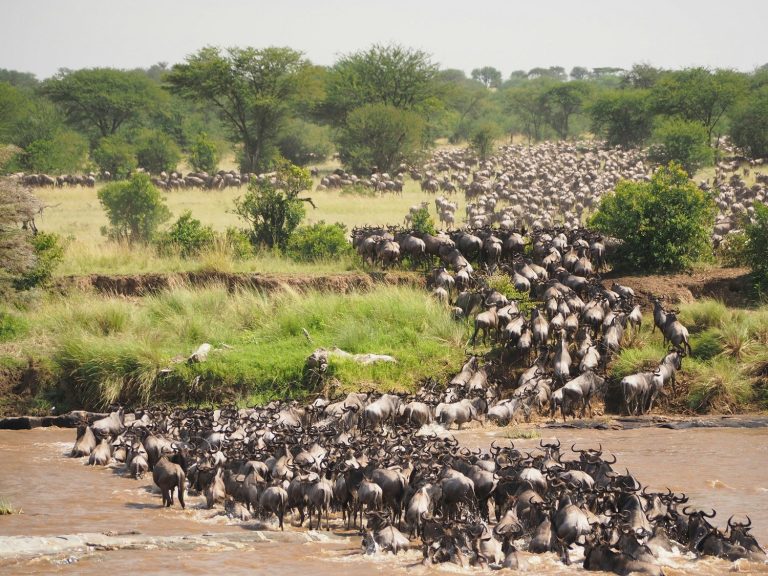 8-Day Witnessing Migration Adventures in Tanzania Safari