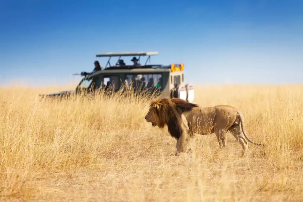 Essential Things to Know Before Your Safari