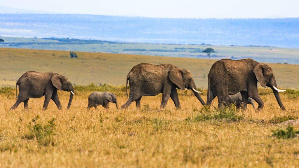 2-Day Tanzania Luxury Fly-in Safari