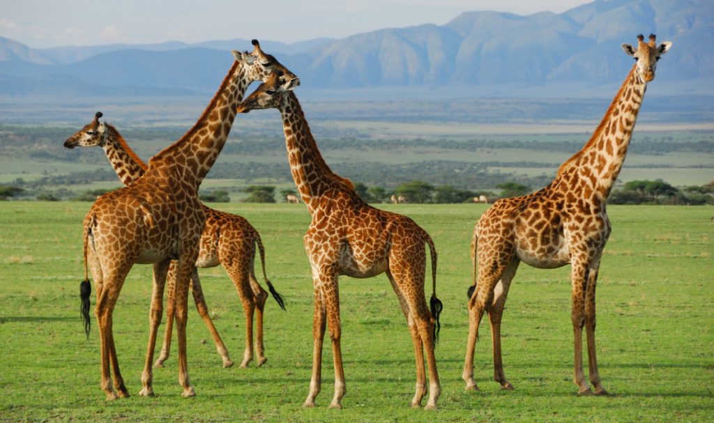 4-Day Magical Fly out in Serengeti and Zanzibar Safari