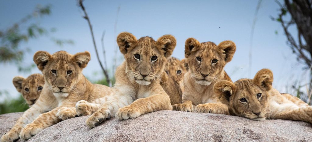 5-Day Private Mixer Camping and Lodge Safari Experiene