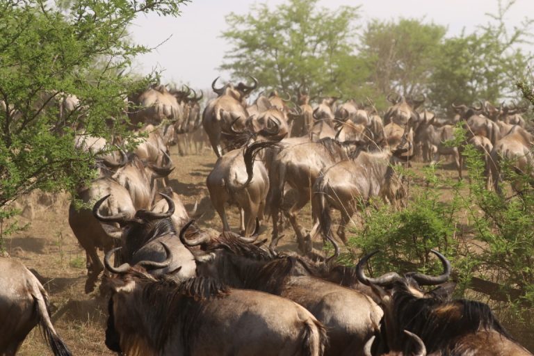 7-Day Tanzania Migration Private Safari