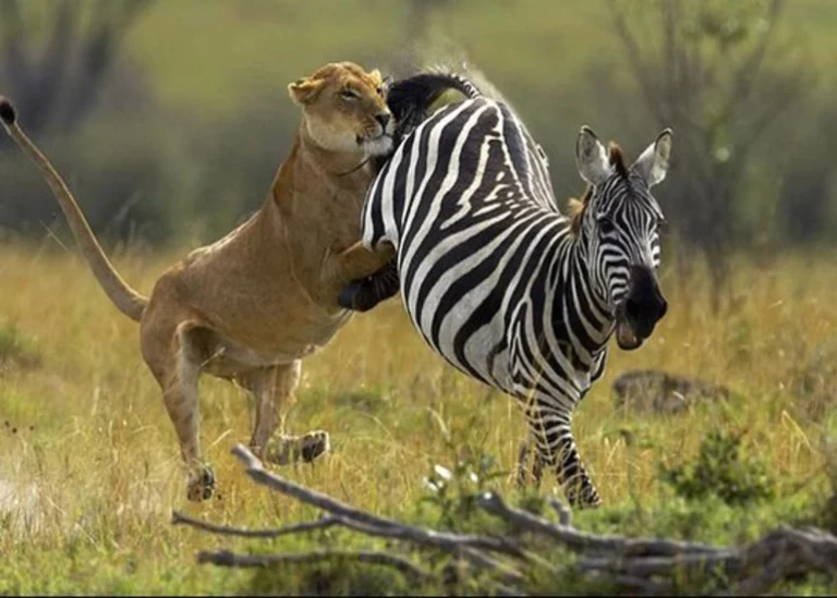 5-Day Tanzania Camping Safari to Serengeti National Park