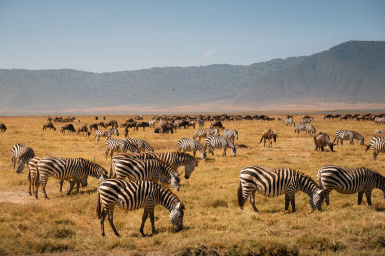 12-Day Ultimate Tanzania – Unforgettable Wildlife Safari